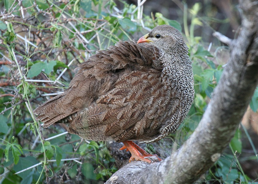 Natal Spurfowl - ML204235281