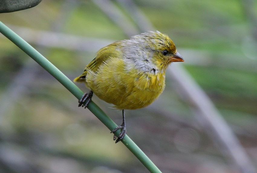 Cape Canary - ML204235491