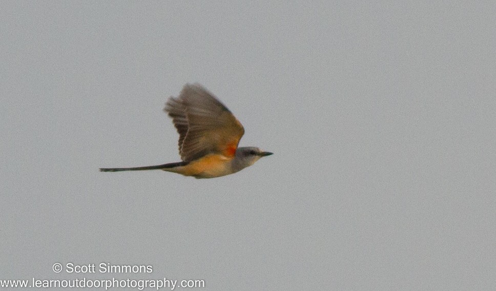 Scissor-tailed Flycatcher - ML20423551