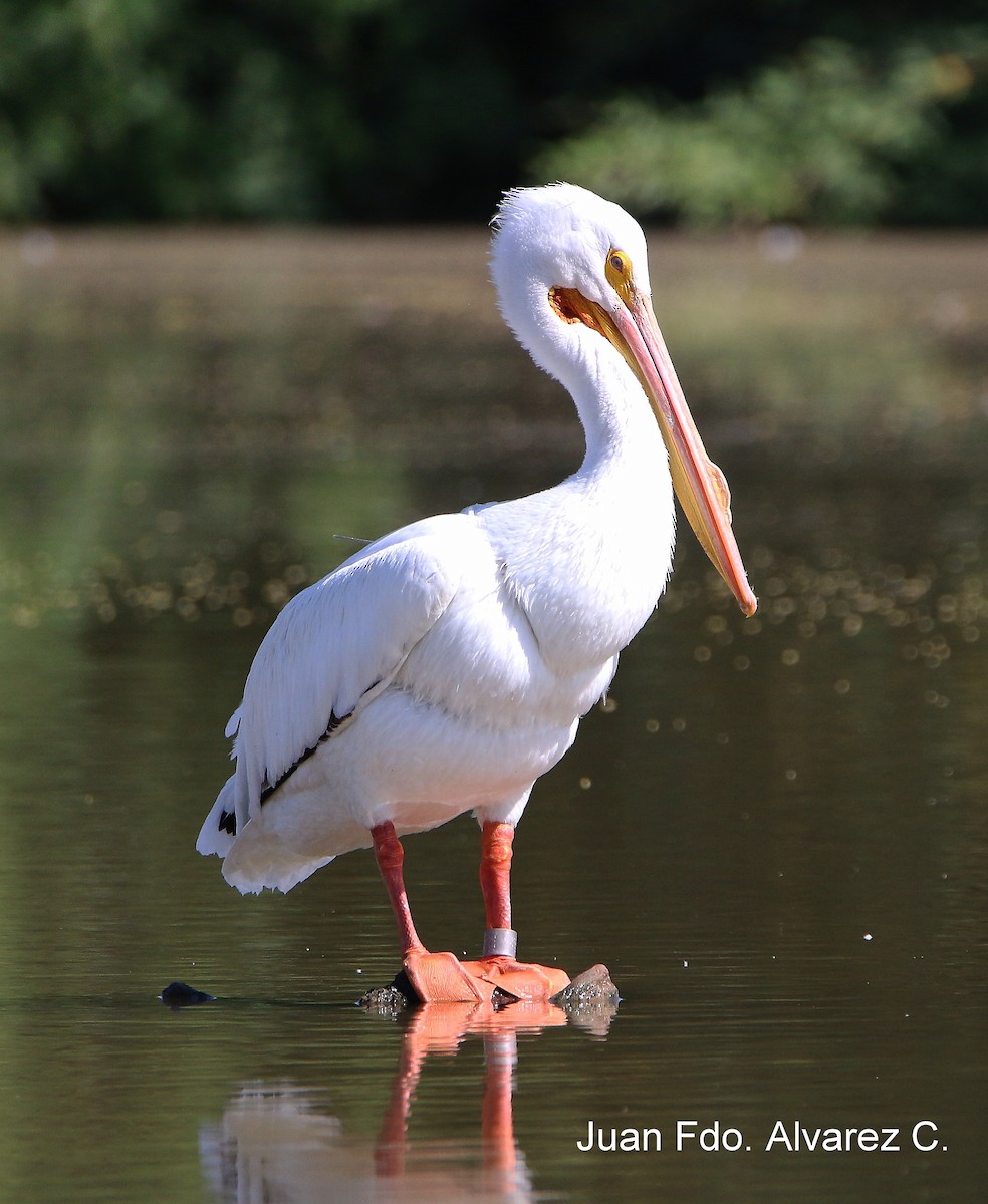 American White Pelican - ML204235611