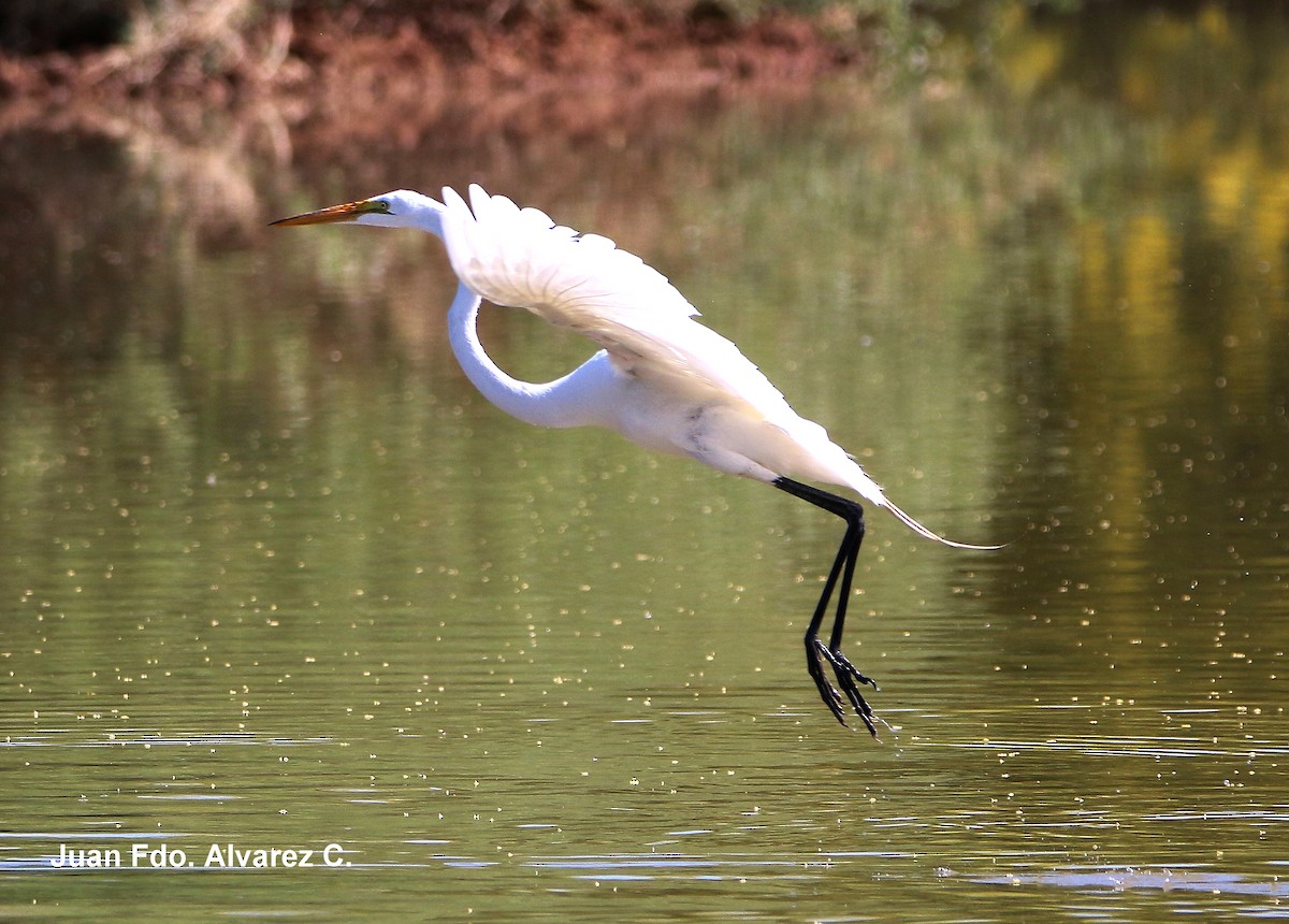 Great Egret (American) - ML204235621