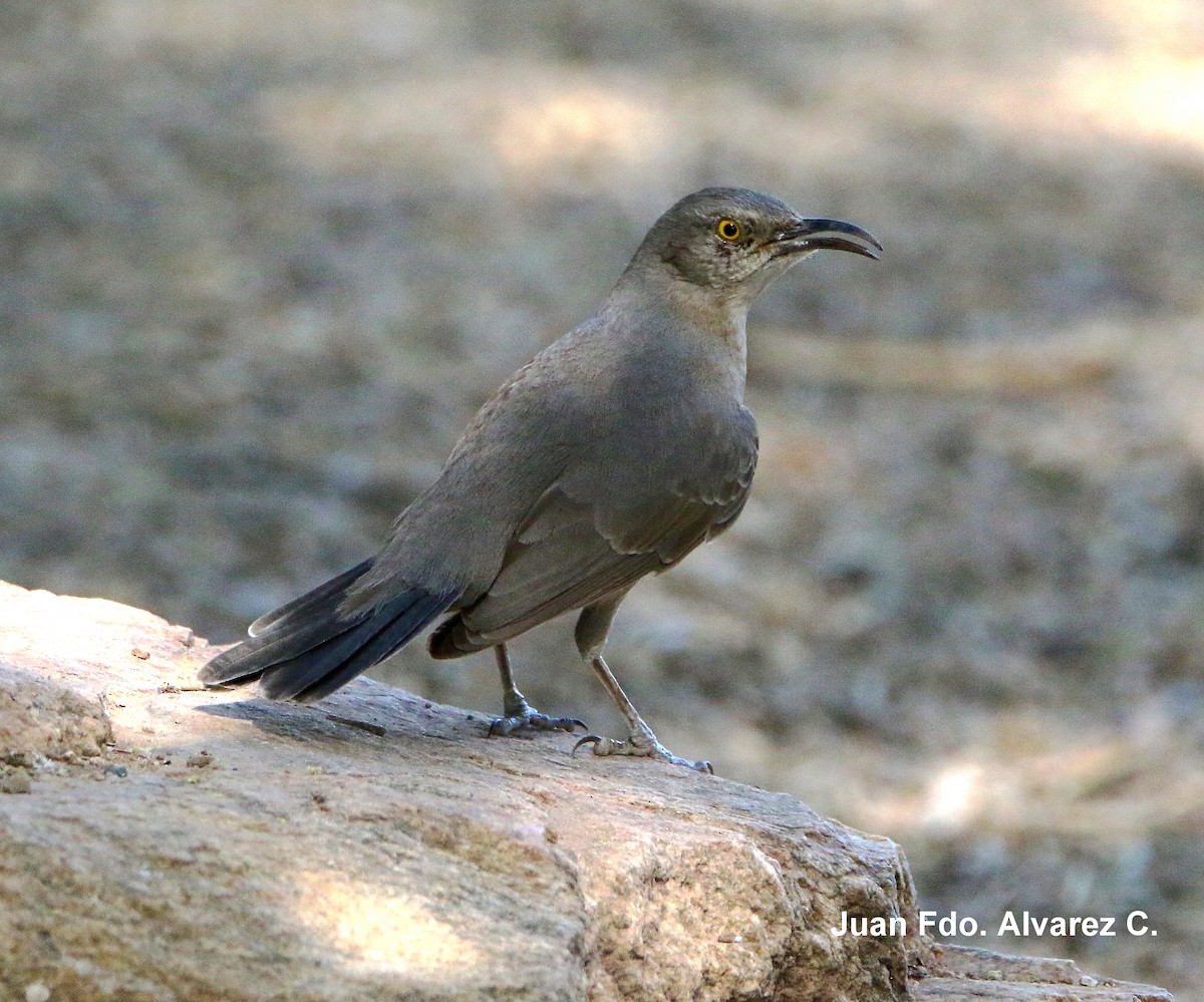 Curve-billed Thrasher (palmeri Group) - ML204235641