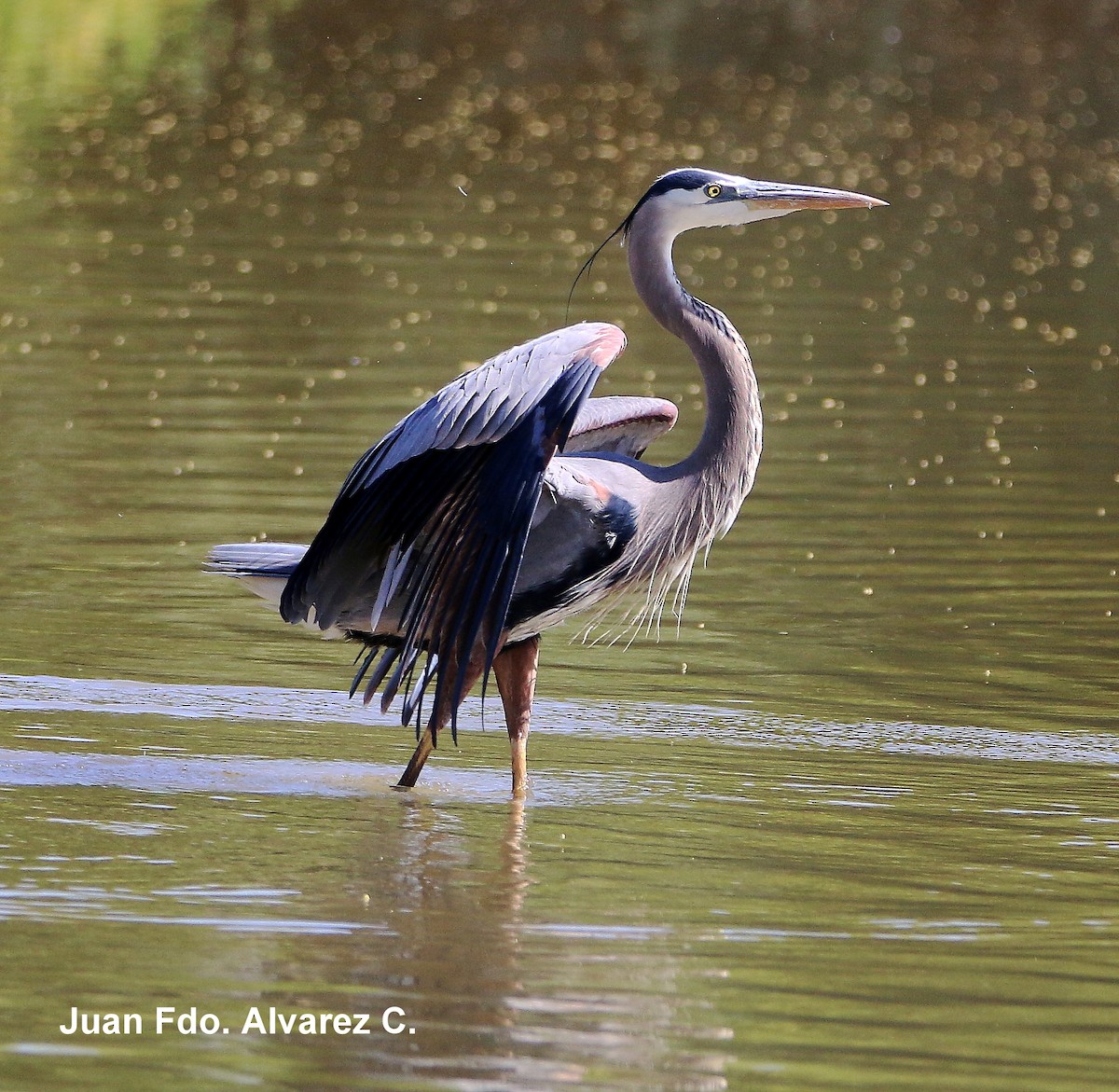 Great Blue Heron (Great Blue) - ML204235651