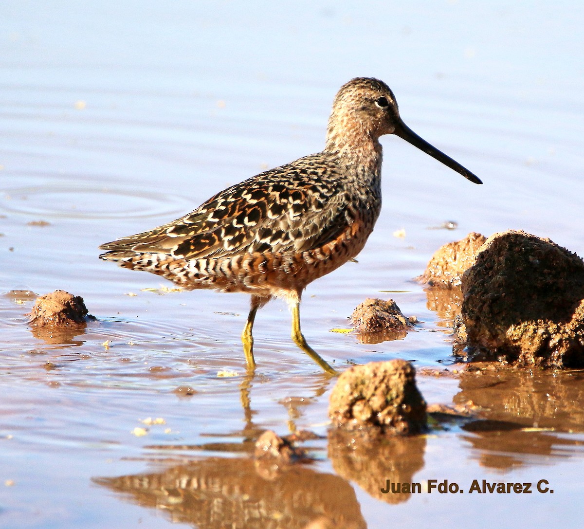 Long-billed Dowitcher - ML204235671