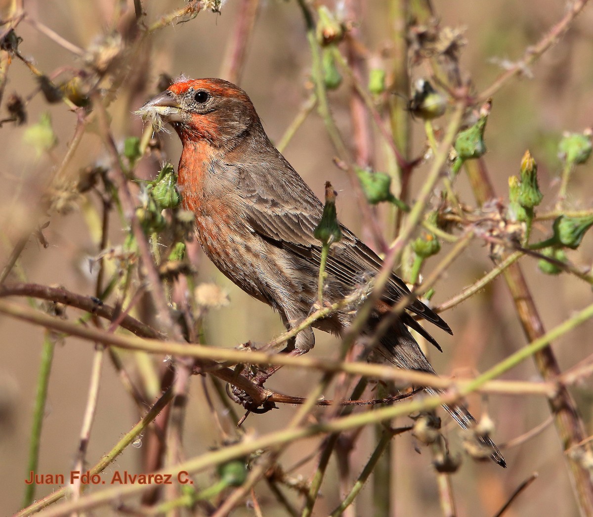 House Finch (Common) - JUAN FERNANDO ALVAREZ CASTRO