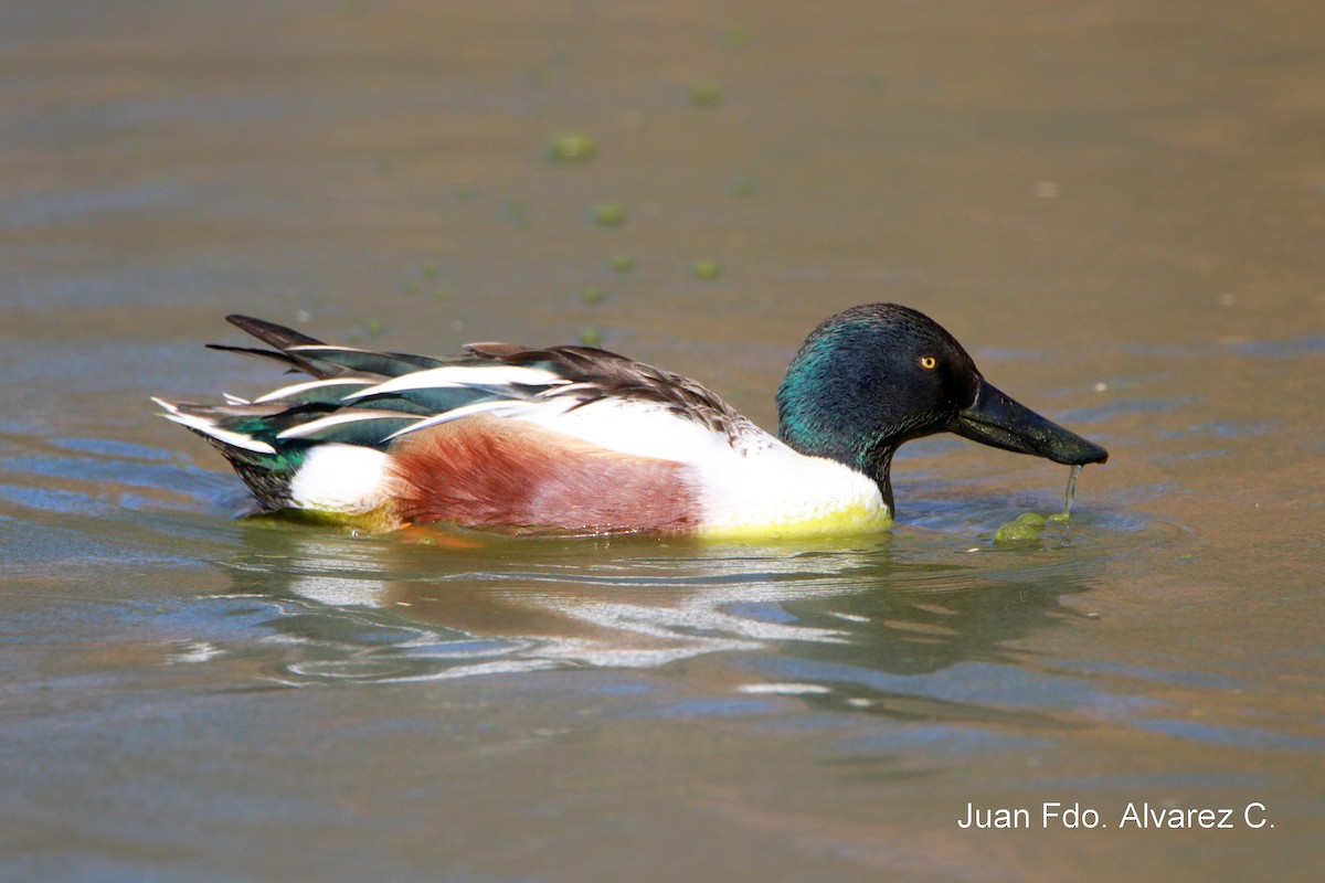 Canard souchet - ML204235861