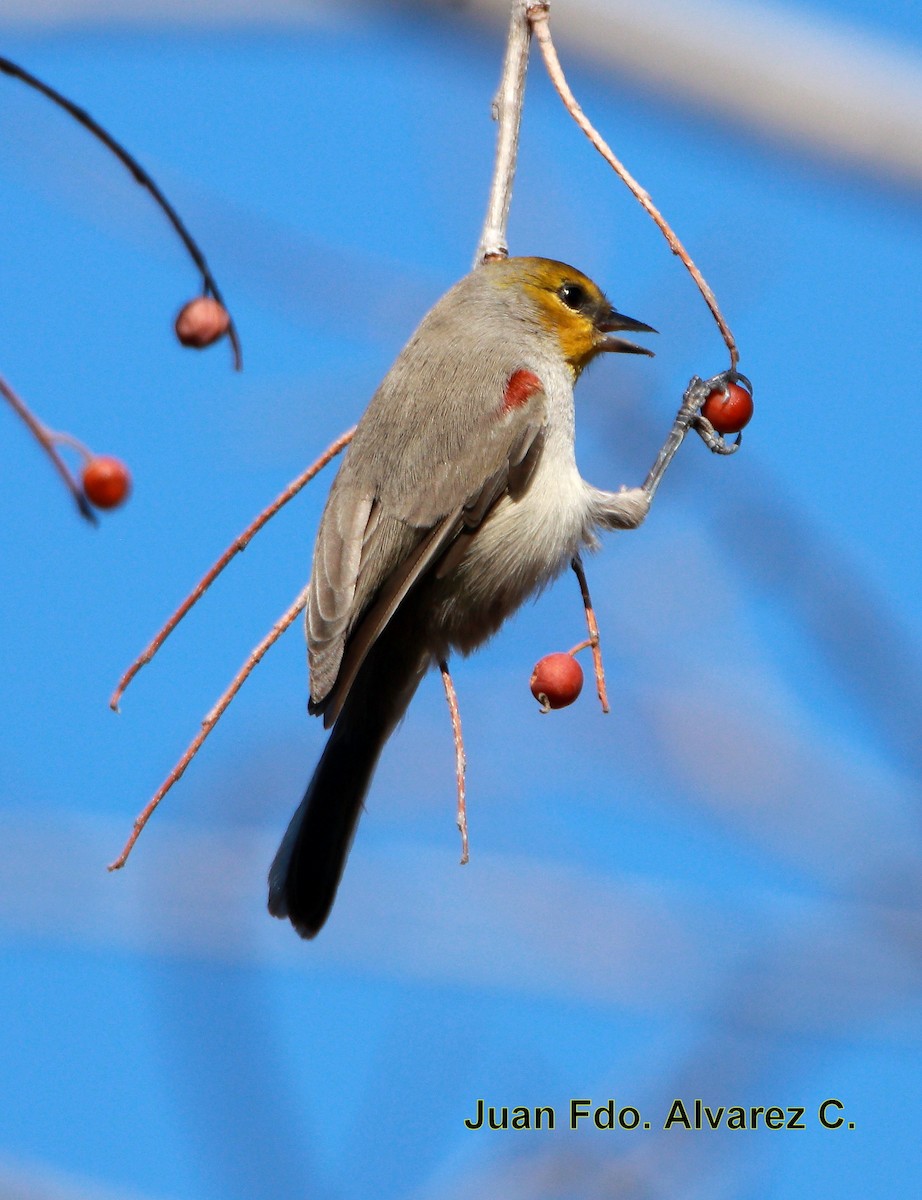 Verdin - JUAN FERNANDO ALVAREZ CASTRO