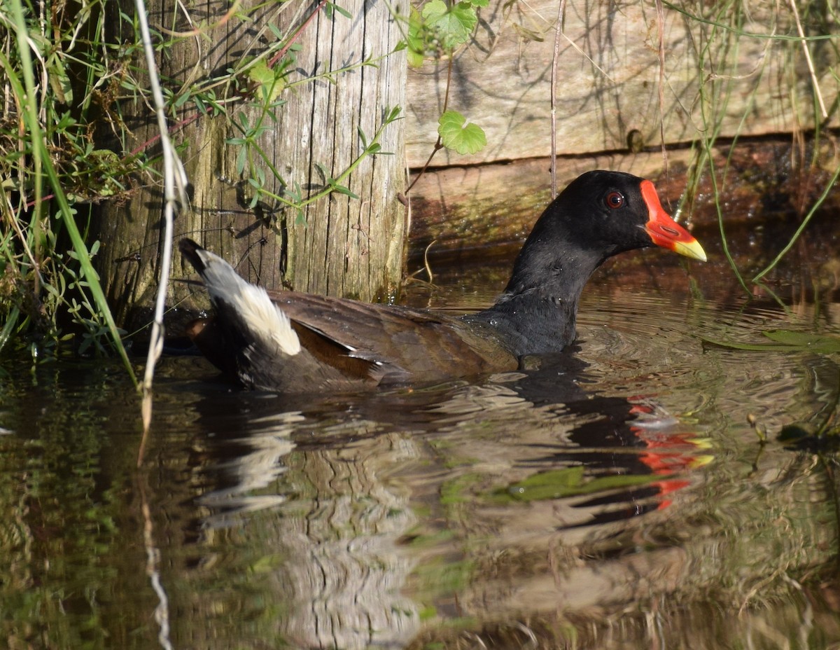 Eurasian Moorhen - ML204236371