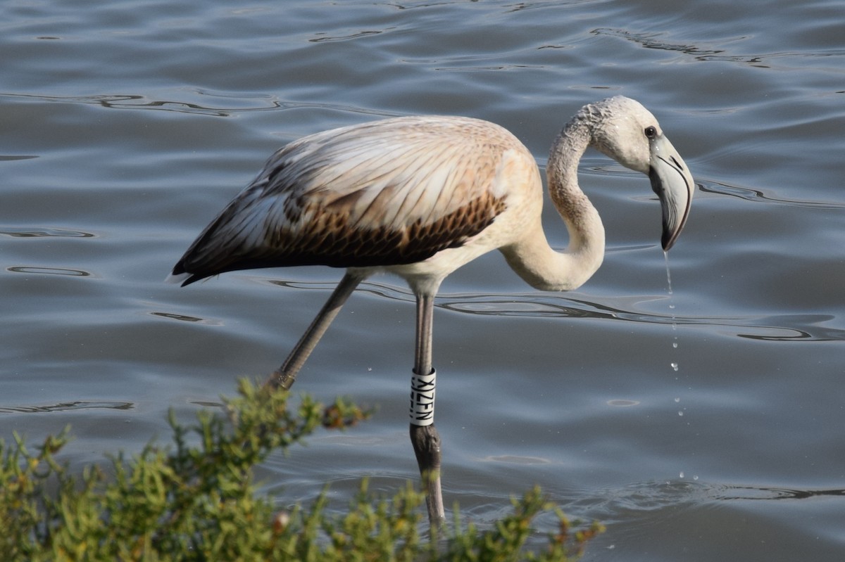 Greater Flamingo - ML204236491