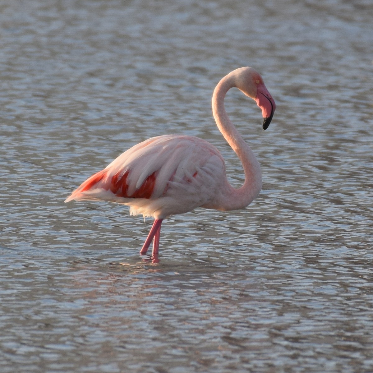 rosenflamingo - ML204236501