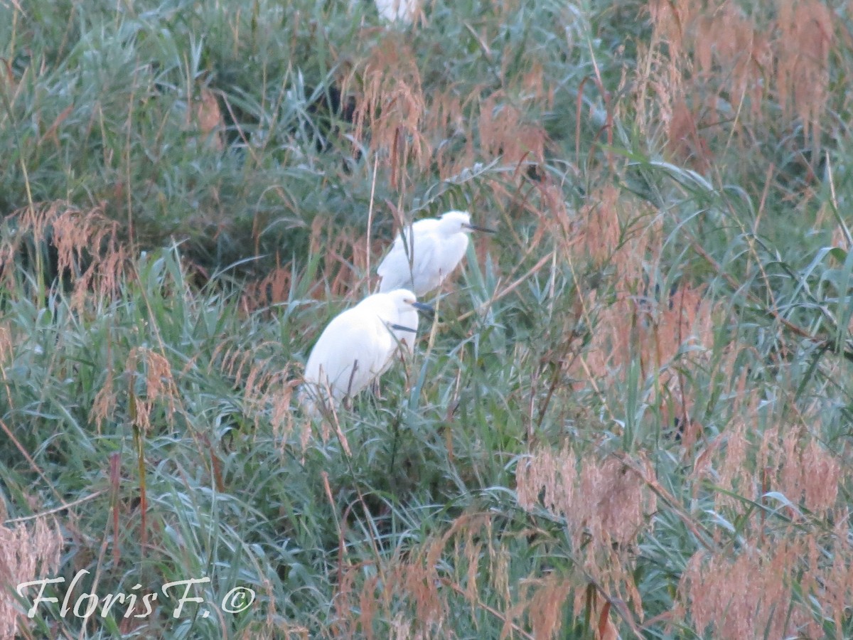 Malagasy Pond-Heron - ML204236571