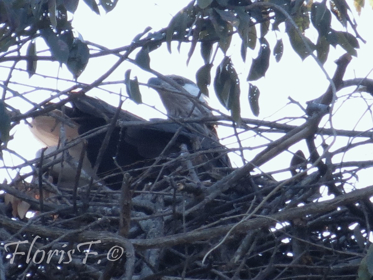 Madagascar Fish-Eagle - ML204236581