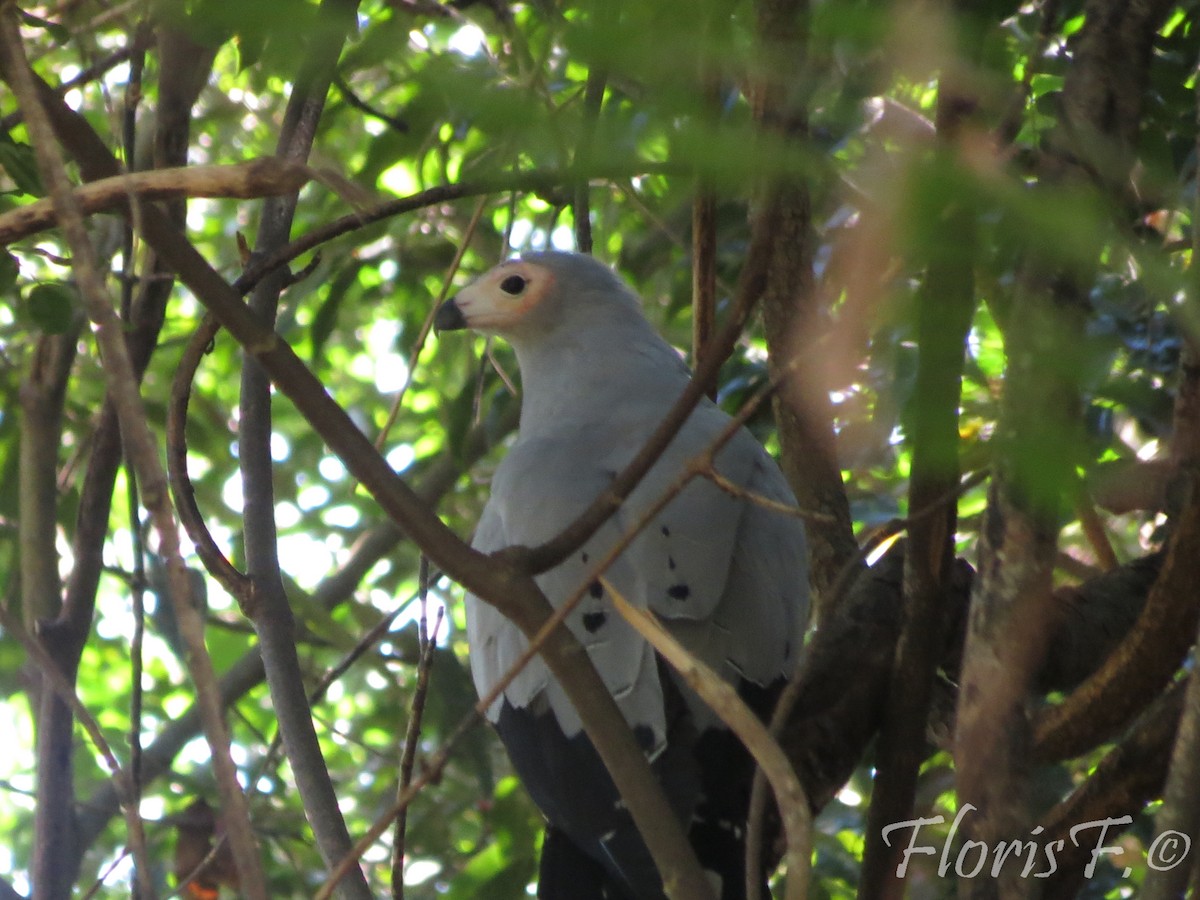 Madagascar Harrier-Hawk - ML204236591