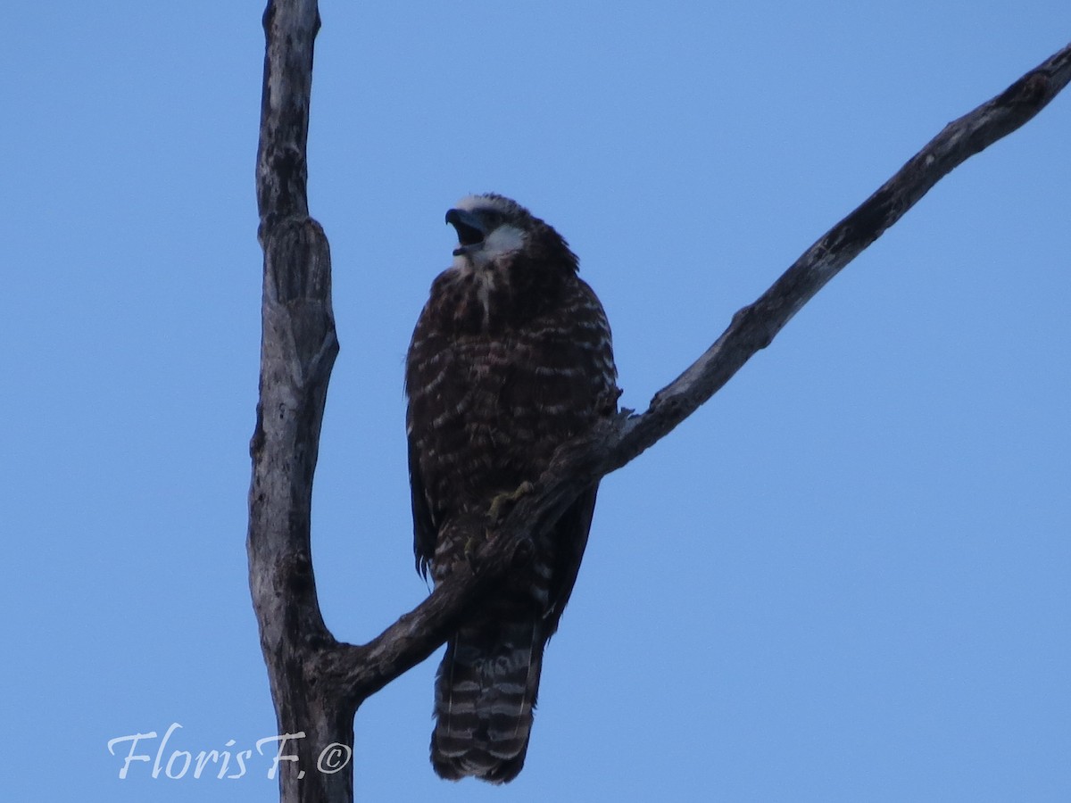 Madagascar Harrier-Hawk - ML204236601