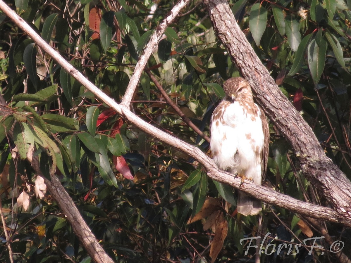 Madagascar Buzzard - ML204236611