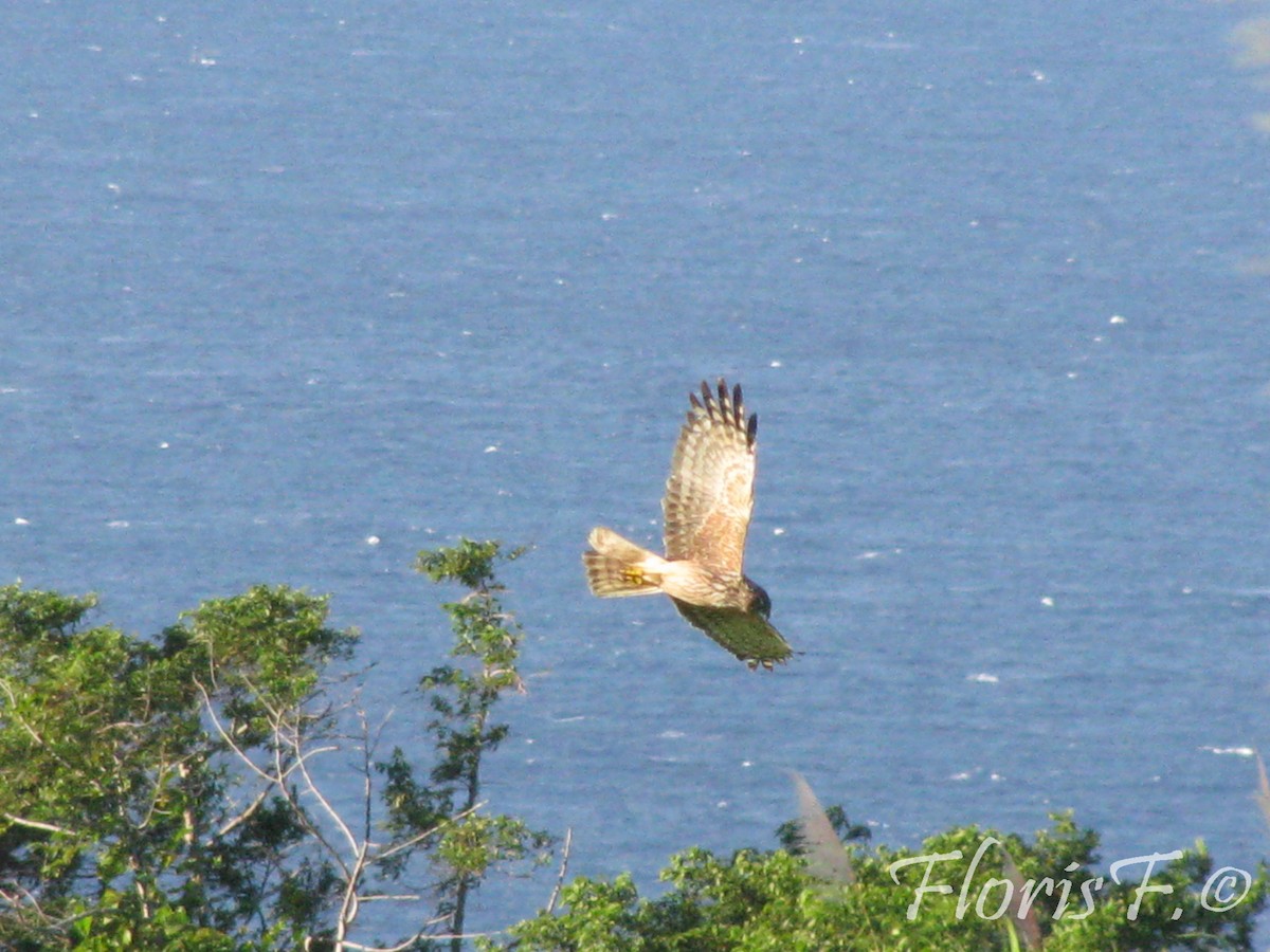 Aguilucho Lagunero de Reunión - ML204236621