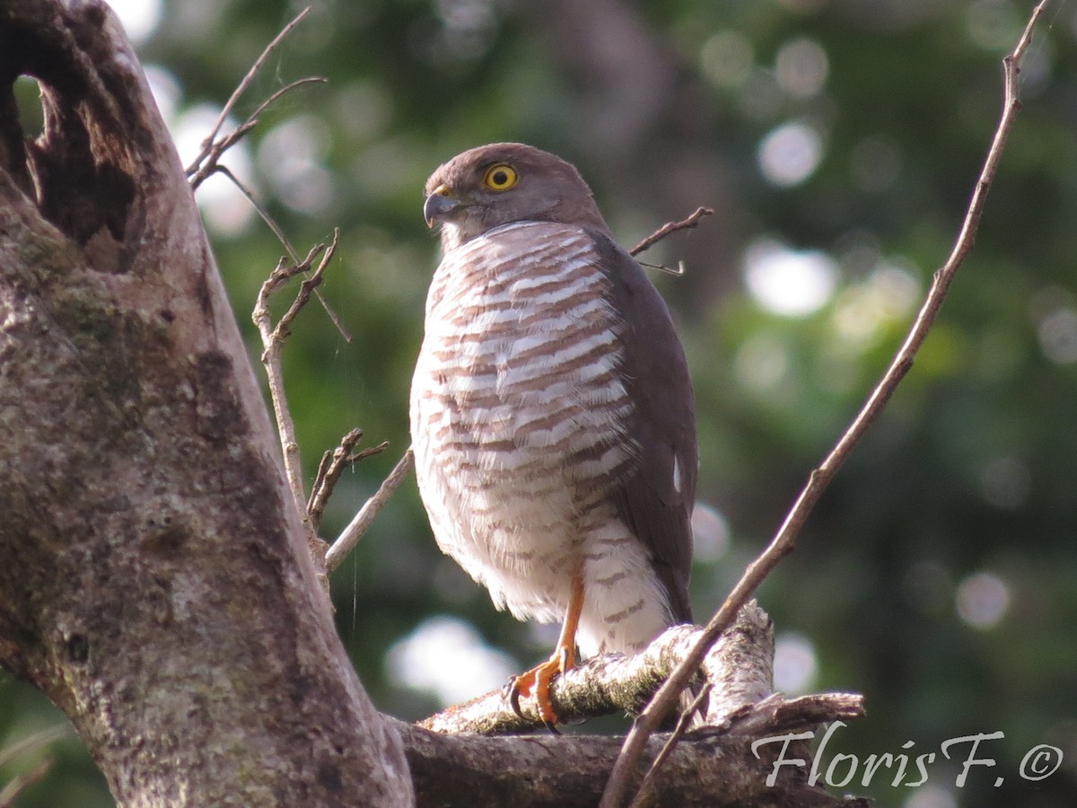 Frances's Sparrowhawk - ML204236641