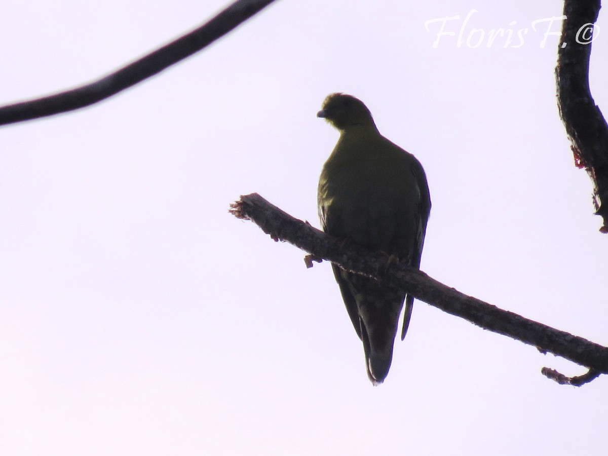 Madagascar Green-Pigeon - ML204236651