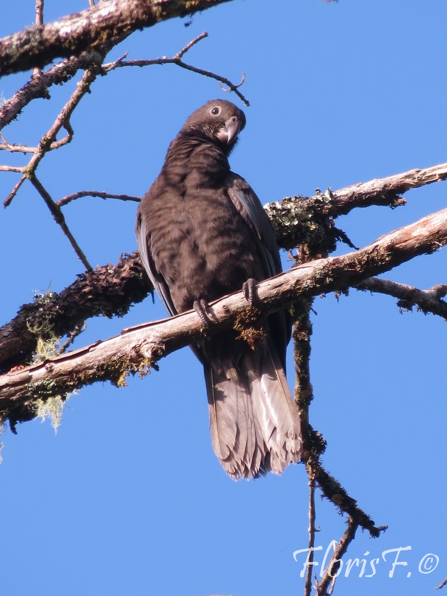 Lesser Vasa Parrot - ML204236661