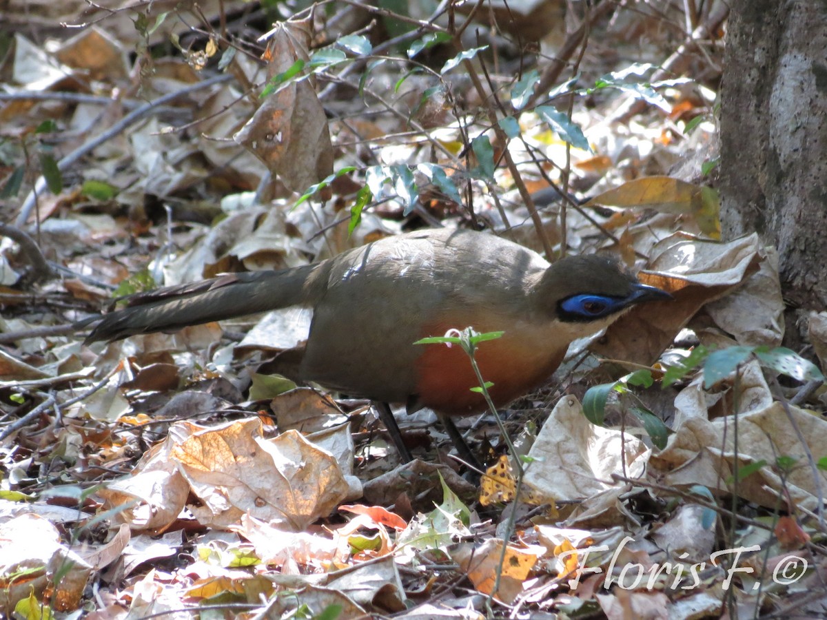 Coquerel's Coua - ML204236681