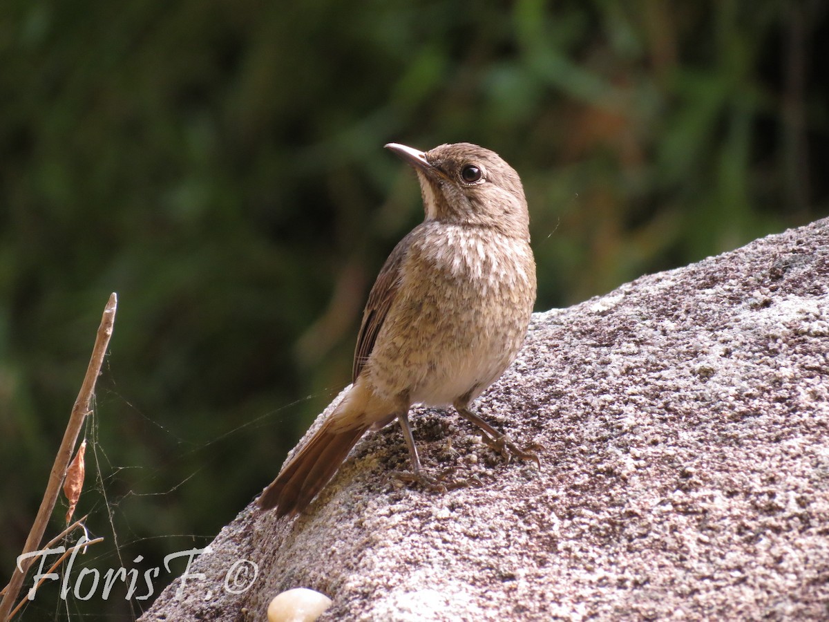 Forest Rock-Thrush (Benson's) - ML204236701