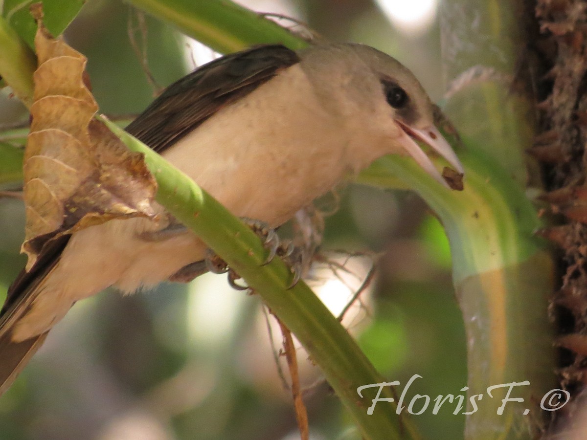 White-headed Vanga - ML204236711