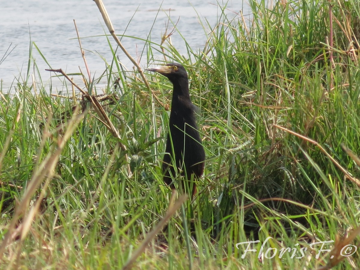 Rufous-bellied Heron - ML204236721