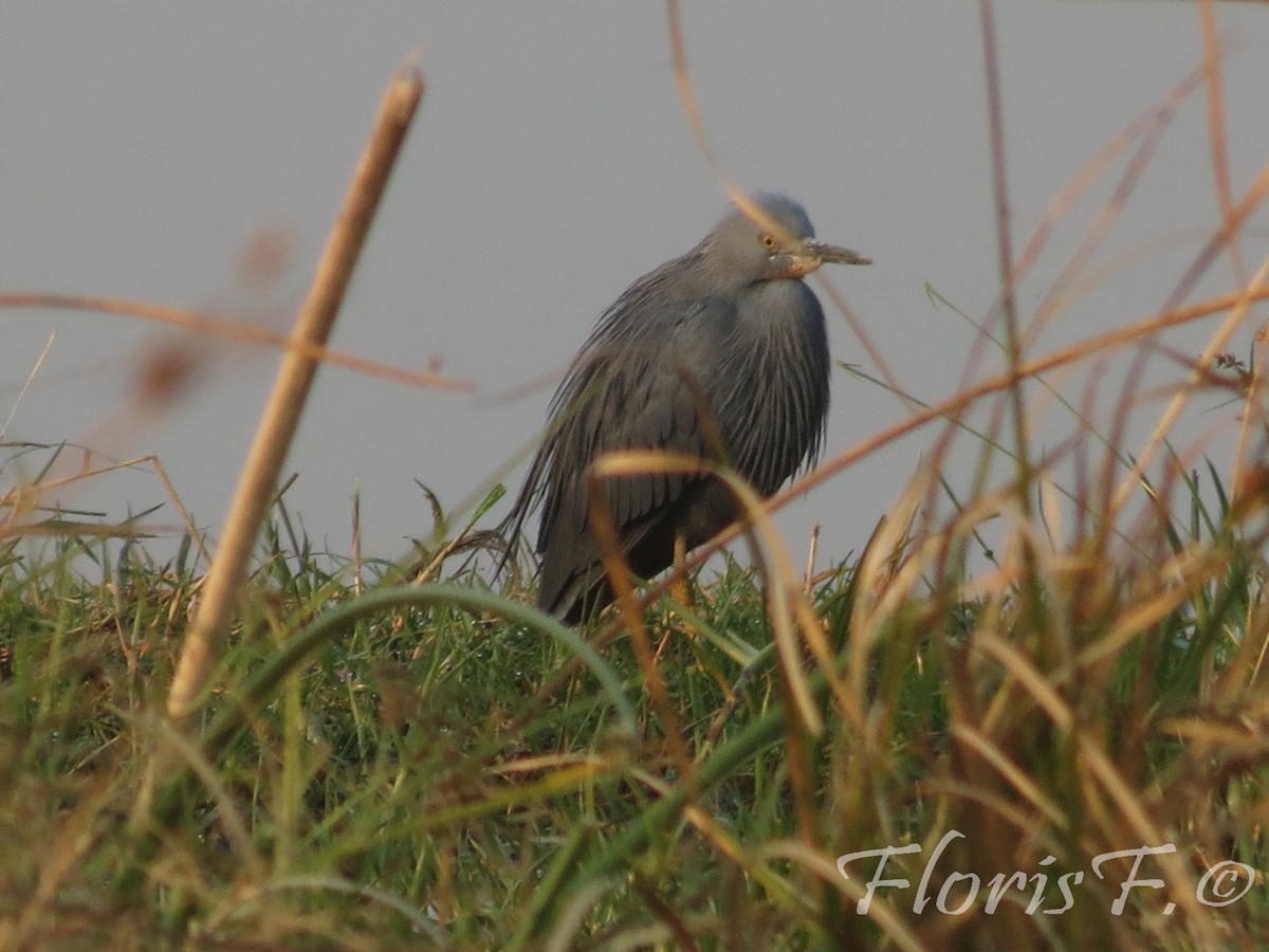 Slaty Egret - ML204236731