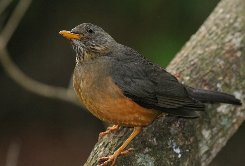 Olive Thrush - ML204237311