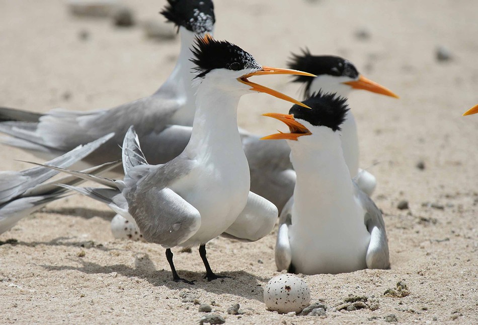 Lesser Crested Tern - Megan Perkins