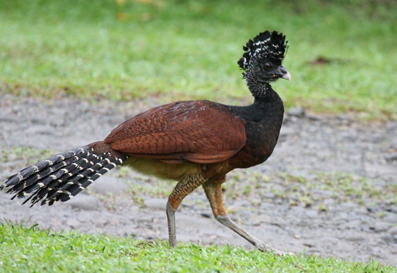 Great Curassow - ML204237561