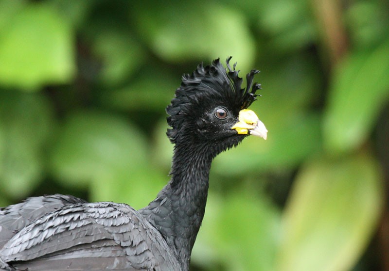 Great Curassow - ML204237591