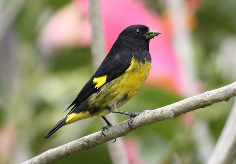 Yellow-bellied Siskin - ML204237721