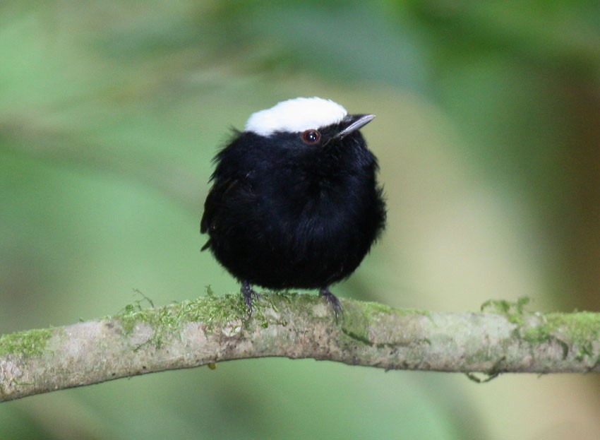 White-crowned Manakin (Zeledon's) - ML204237831