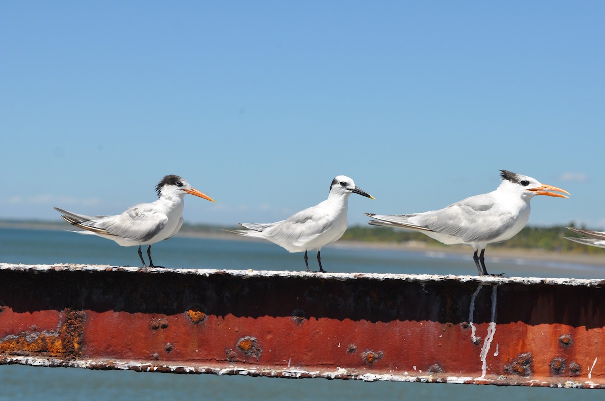 Elegant Tern - ML204239751