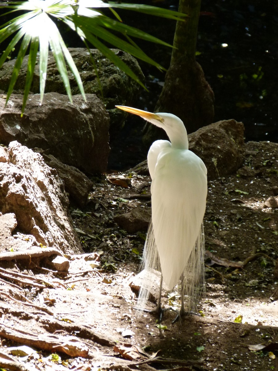 Great Egret - ML204239971