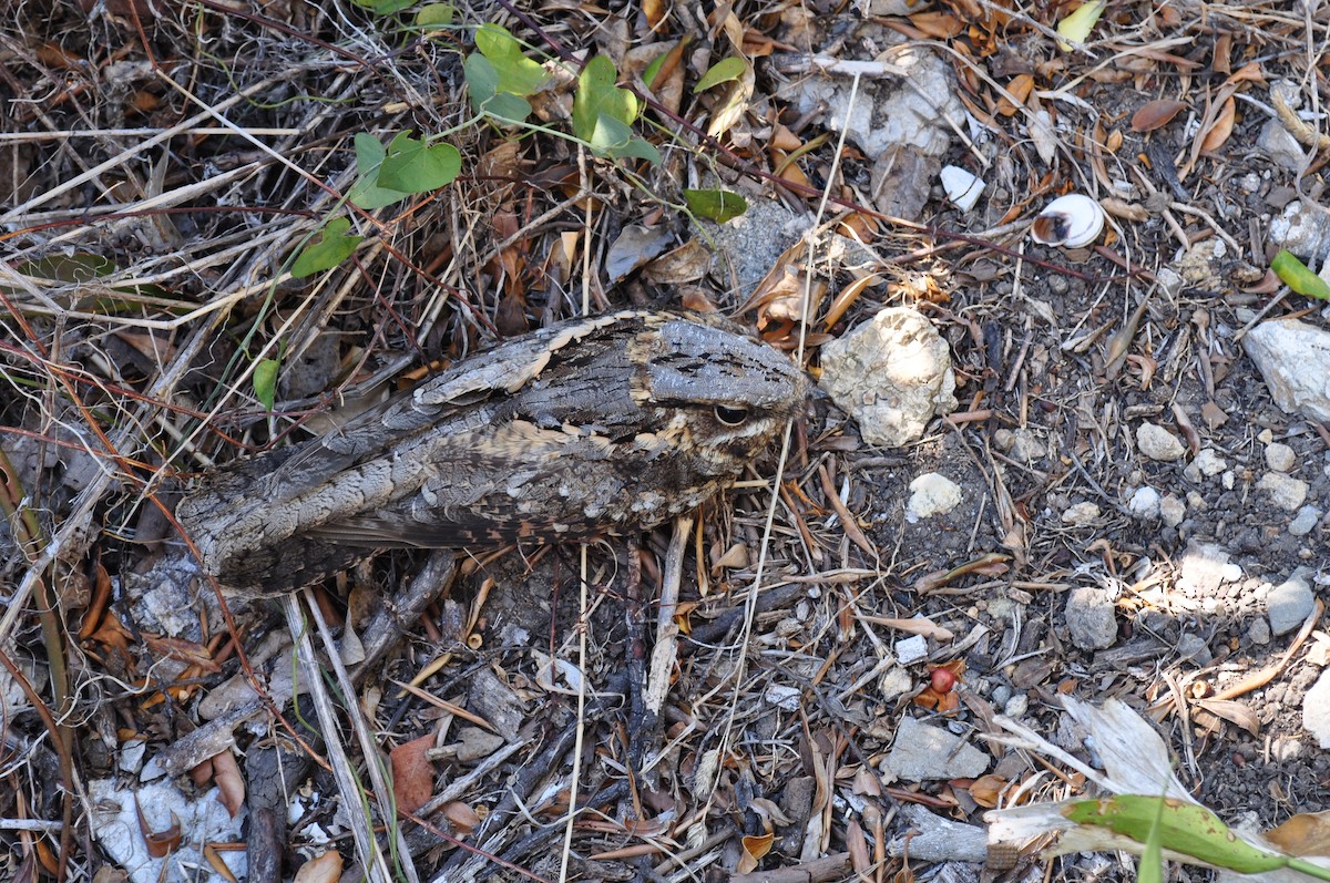 lelek rezavokrký - ML204240201