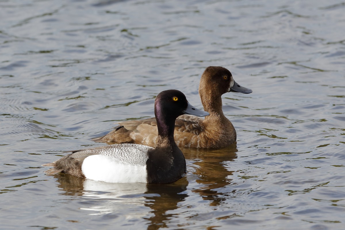 Lesser Scaup - Holger Teichmann