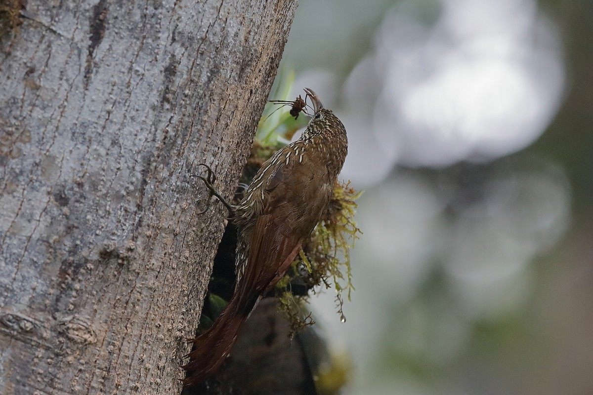 Montane Woodcreeper - ML204241261