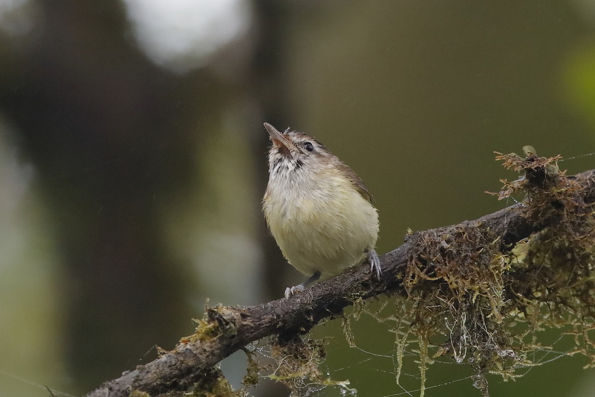 Brown-capped Vireo - Holger Teichmann