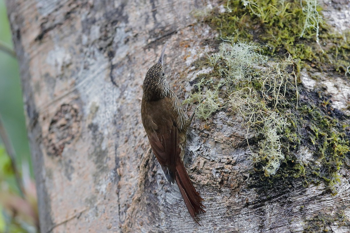 Montane Woodcreeper - ML204241331