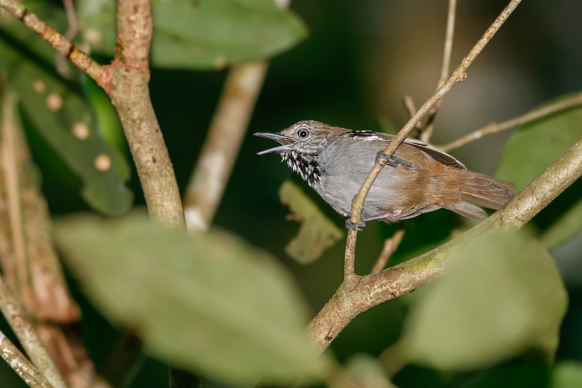 Rio Madeira Stipplethroat (Roosevelt) - Ivan Sjögren
