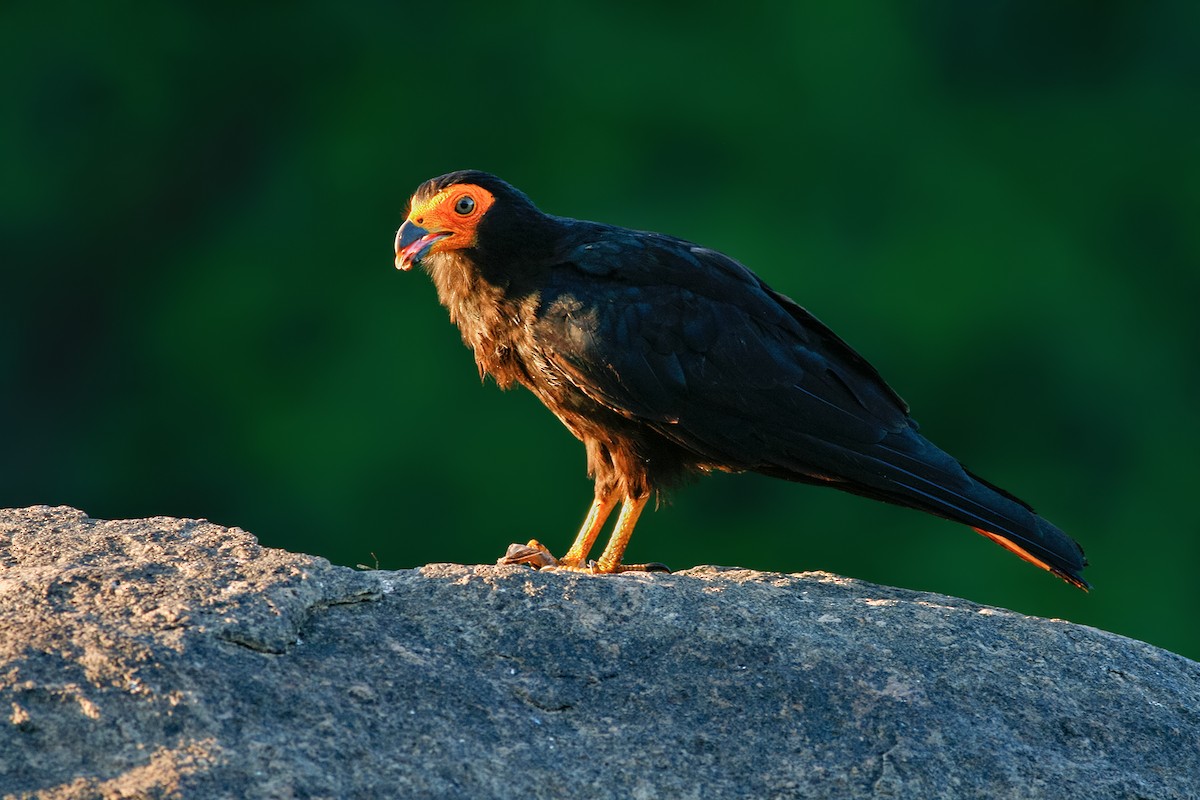 Black Caracara - ML204241451