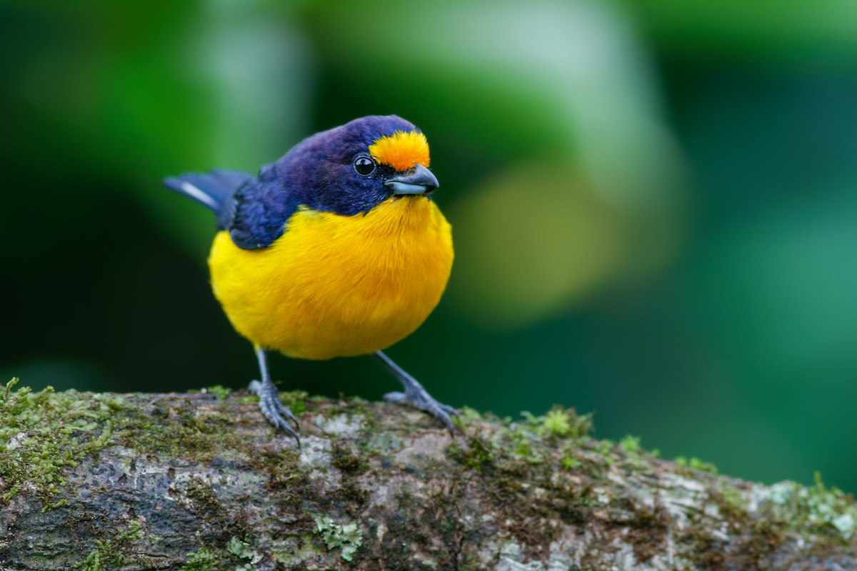 Violaceous Euphonia - ML204241571