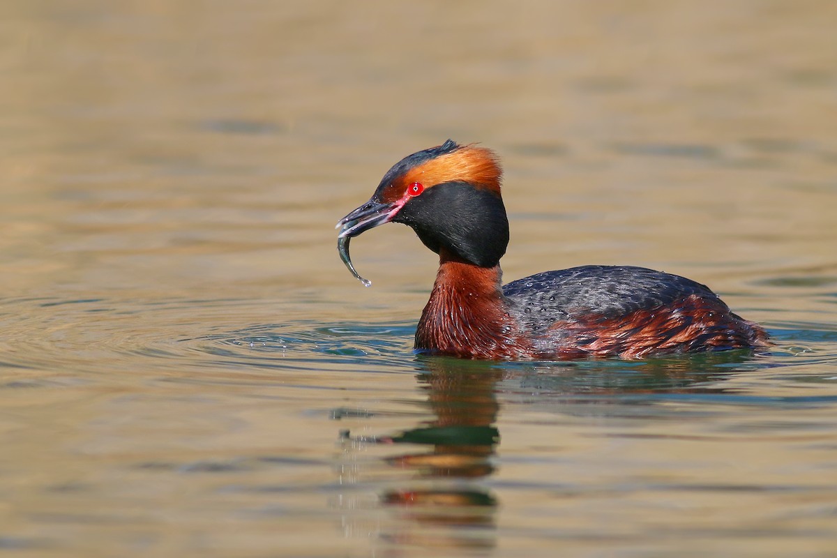 Horned Grebe - ML204241621