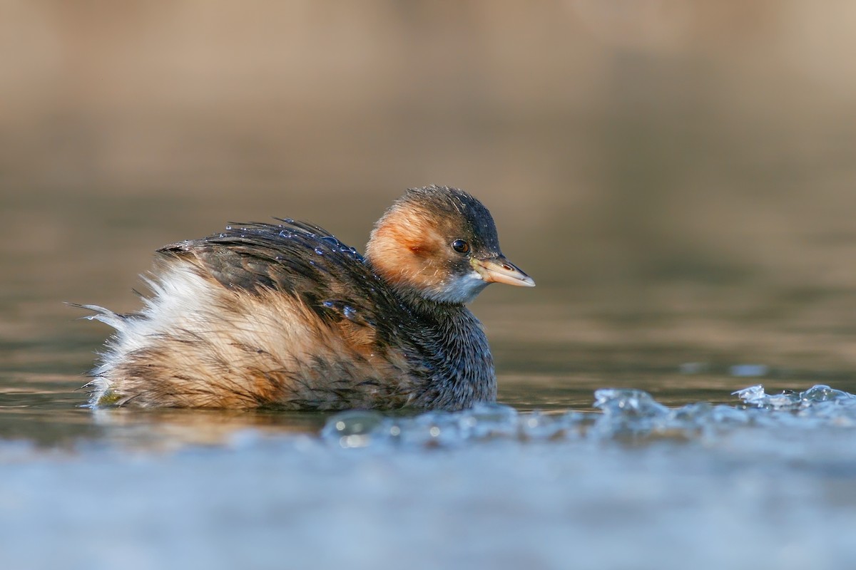 Little Grebe - ML204241631