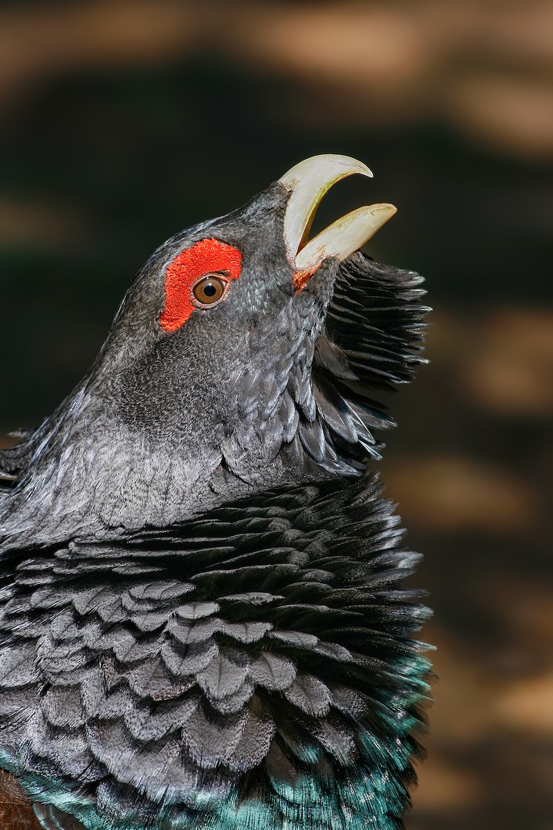 Western Capercaillie - ML204241671