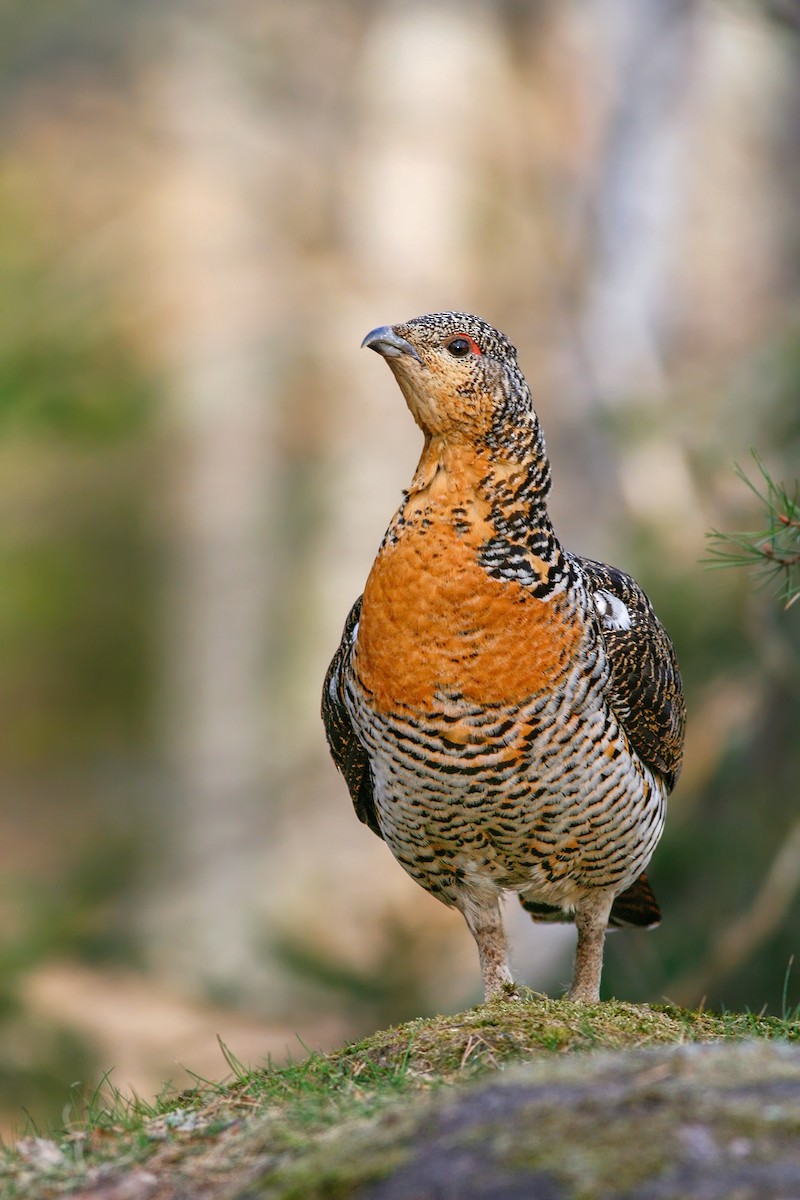 Western Capercaillie - ML204241681