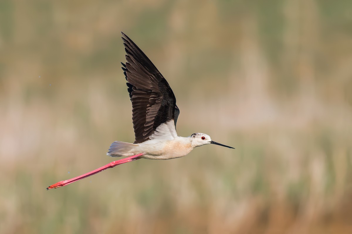 Black-winged Stilt - Ivan Sjögren