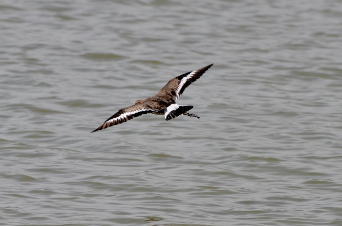 Black-tailed Godwit - Raymond Marsh